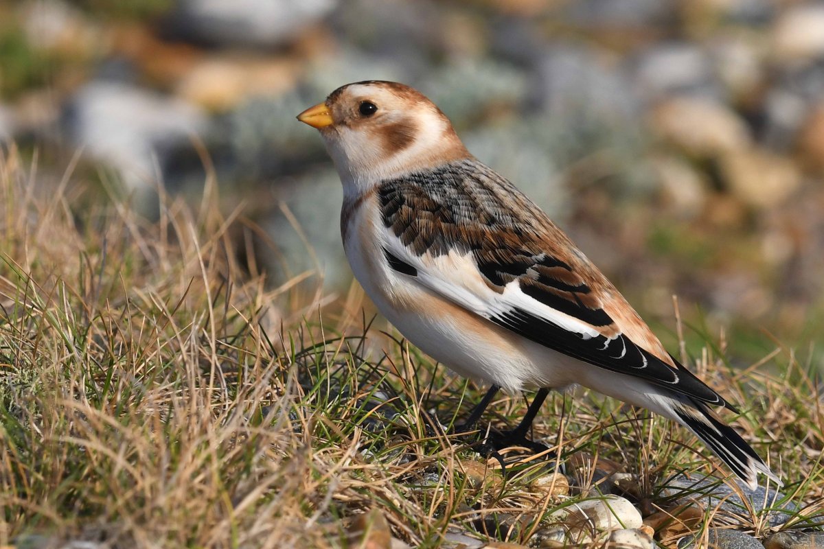 Обыкновенный жулан серый сорокопут