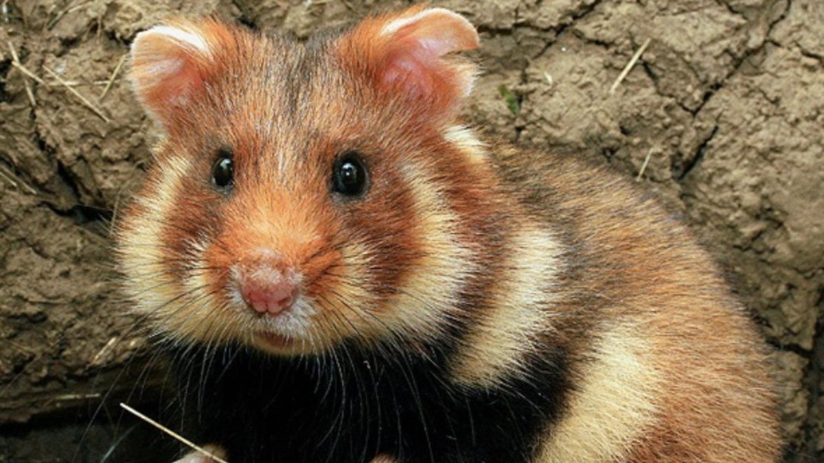 Хомяк картинка