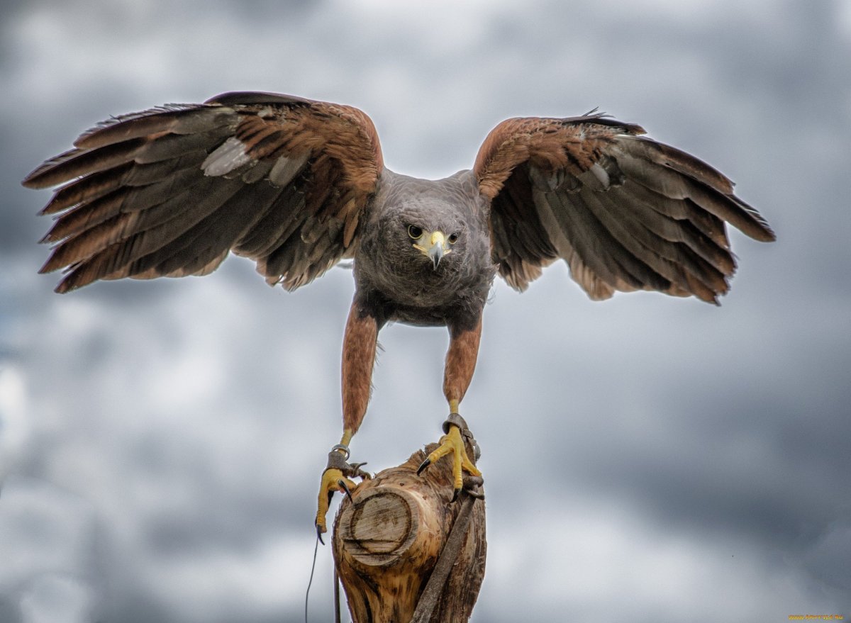 Молуккская пустельга