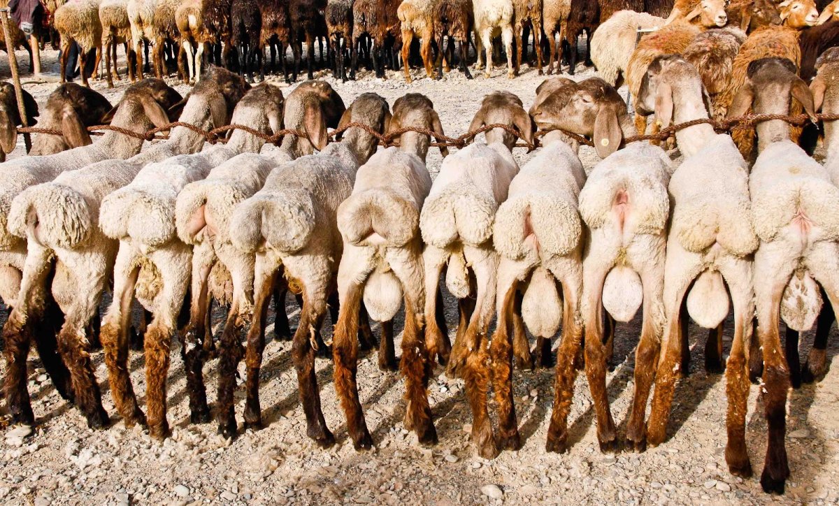 Баран иллюстрация