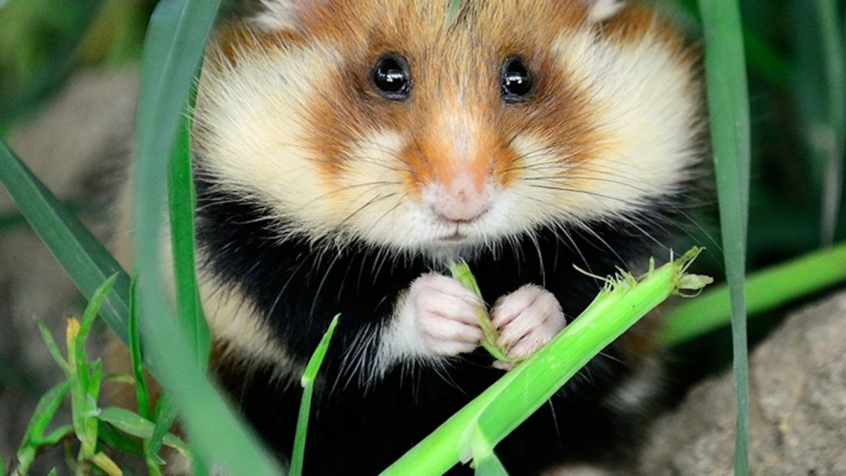 Хомяк карбыш