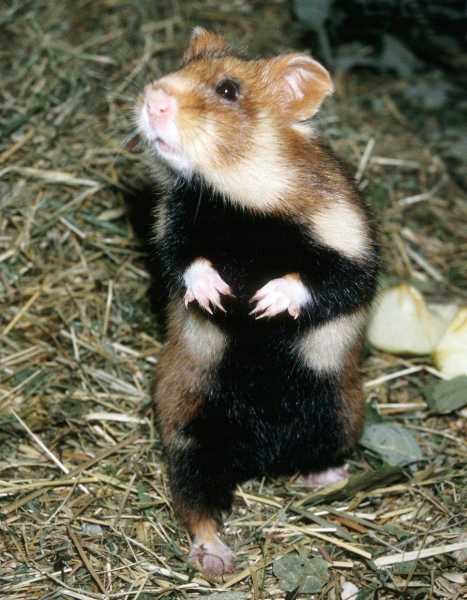 Дикий хомяк карбыш черный