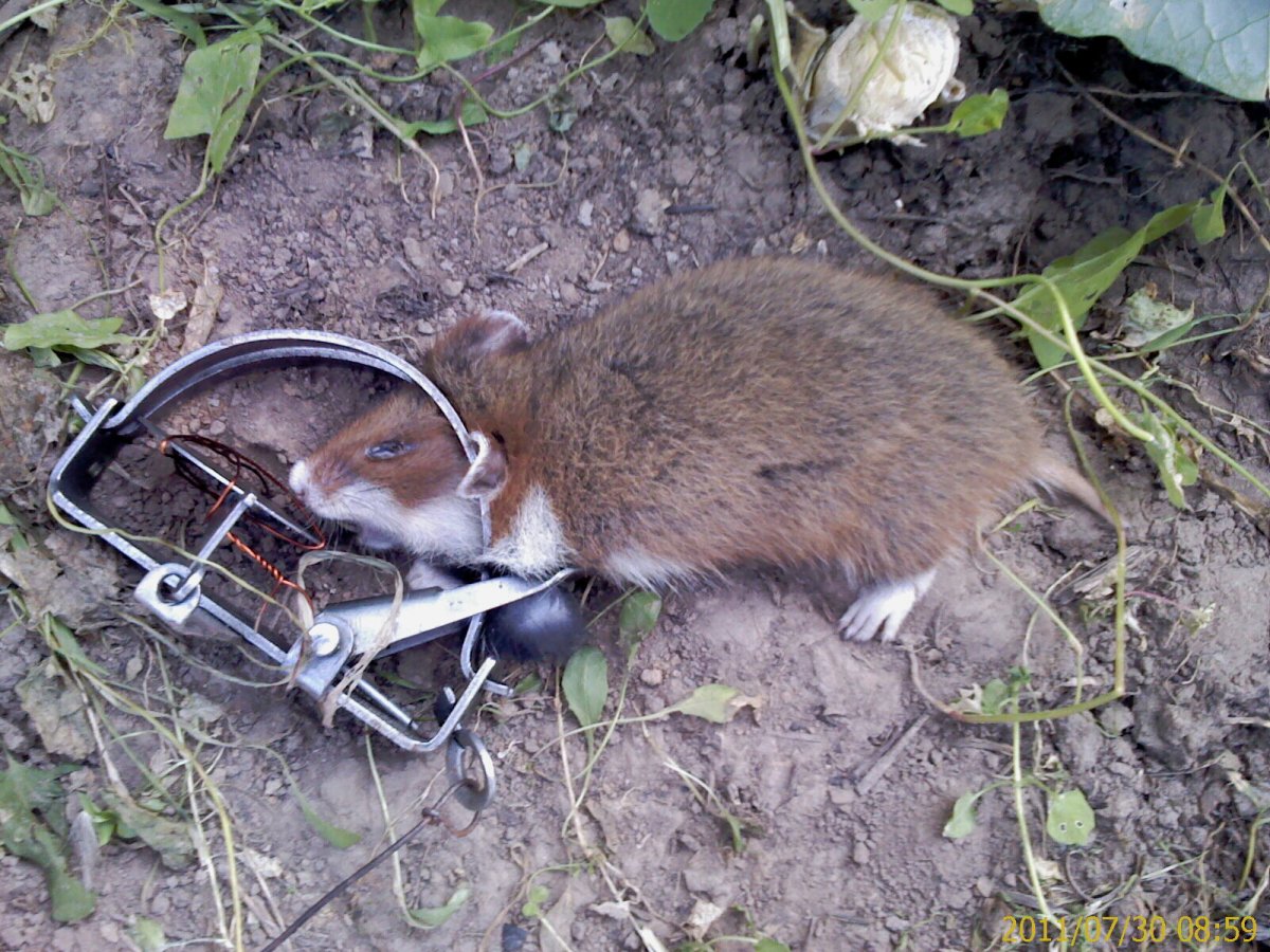 Черный хомяк карбыш