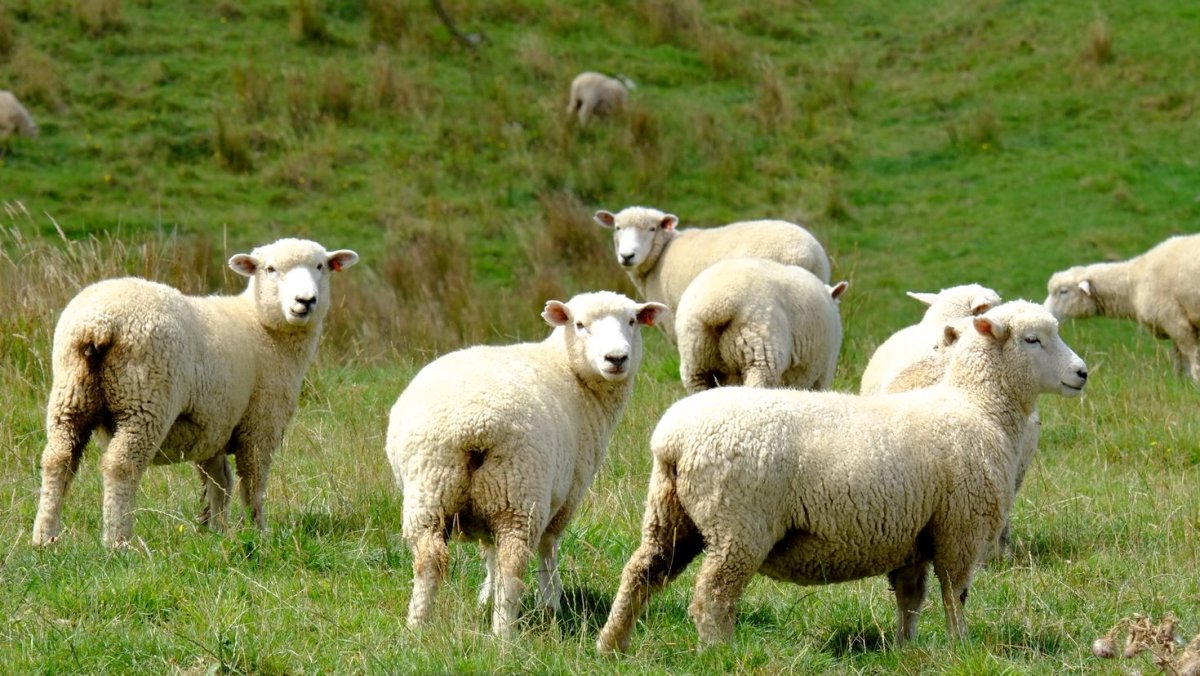 Калмыцкая курдючная овца