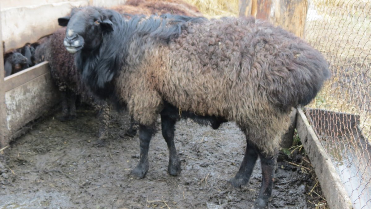 Баран гиссарской породы