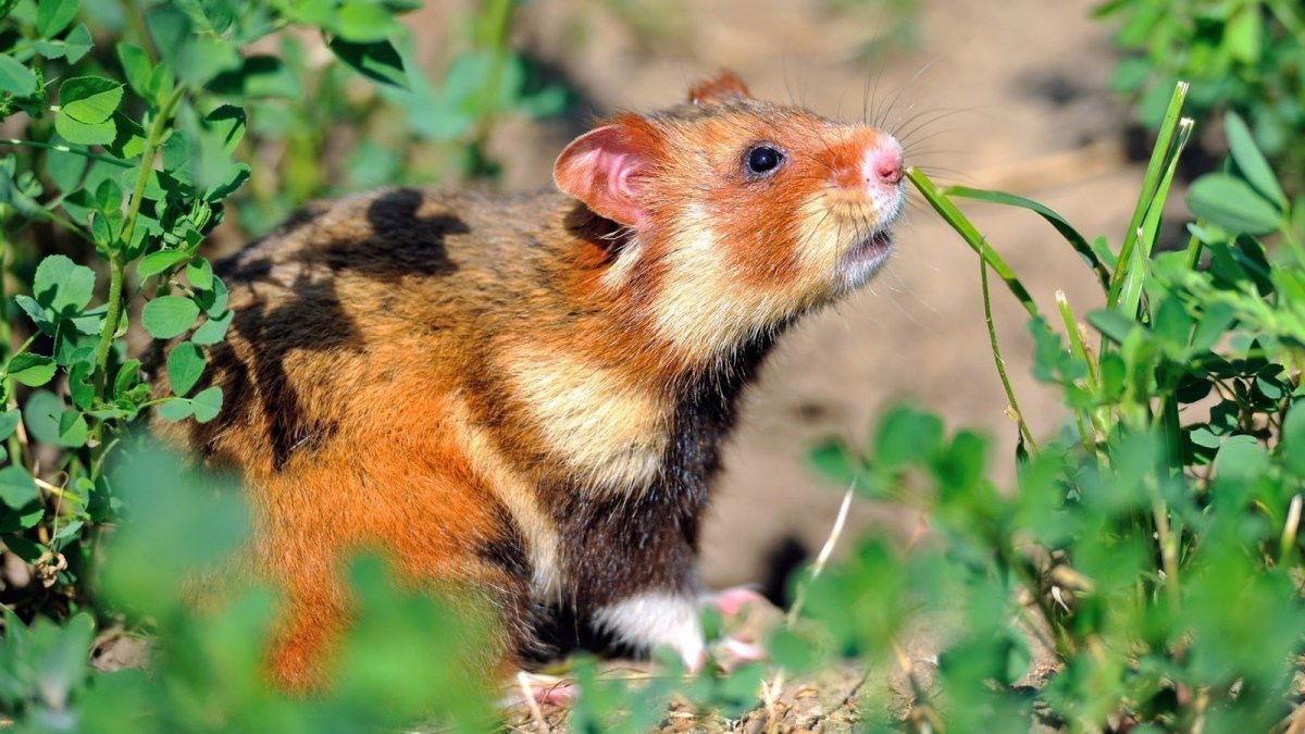 Черный хомяк карбыш