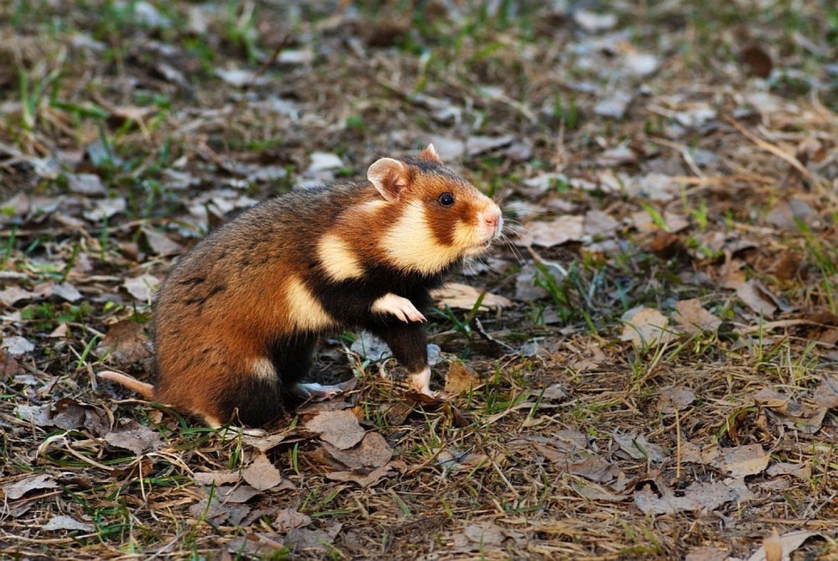 Дикий хомяк карбыш черный