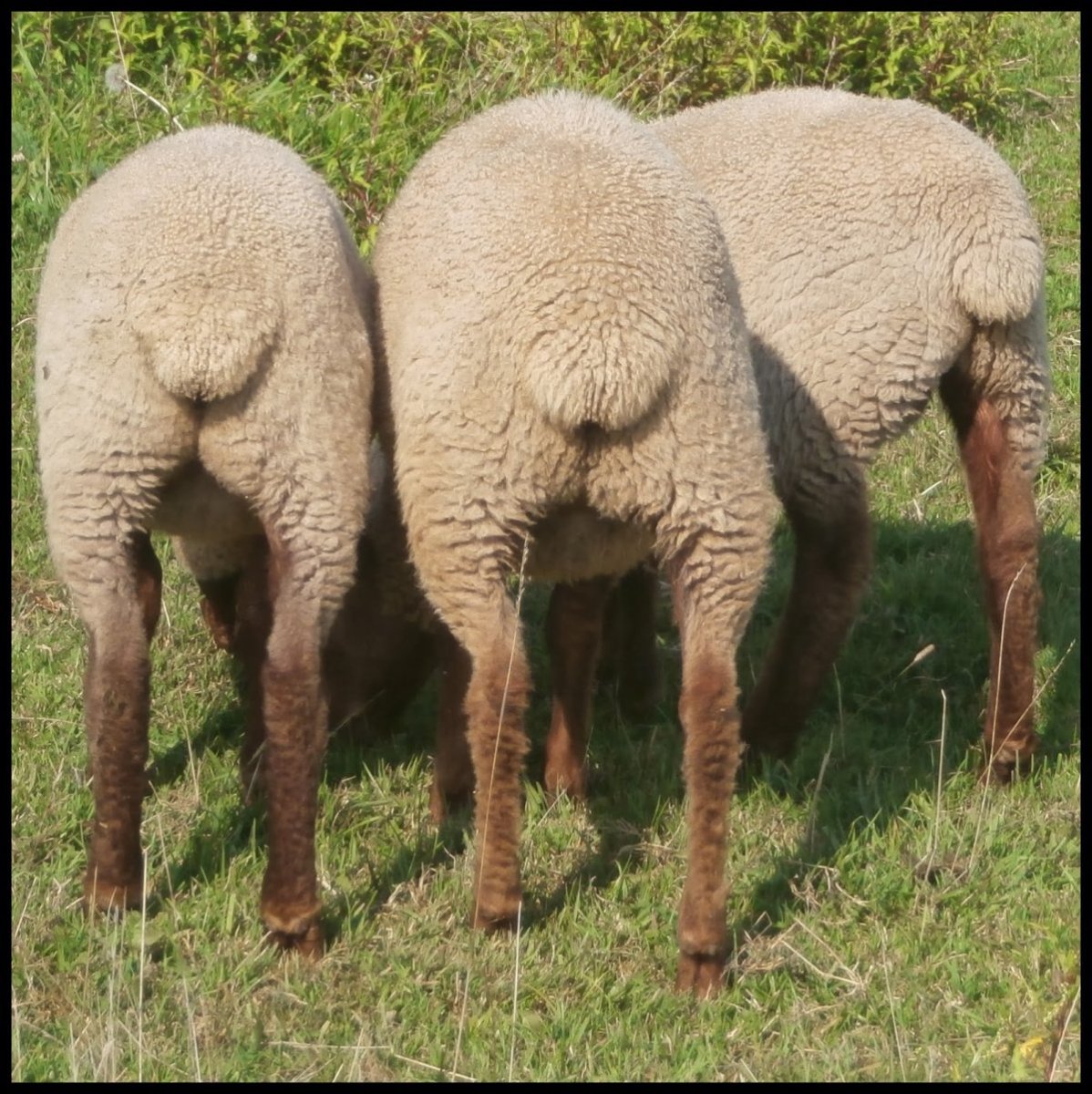 Кочкар баран