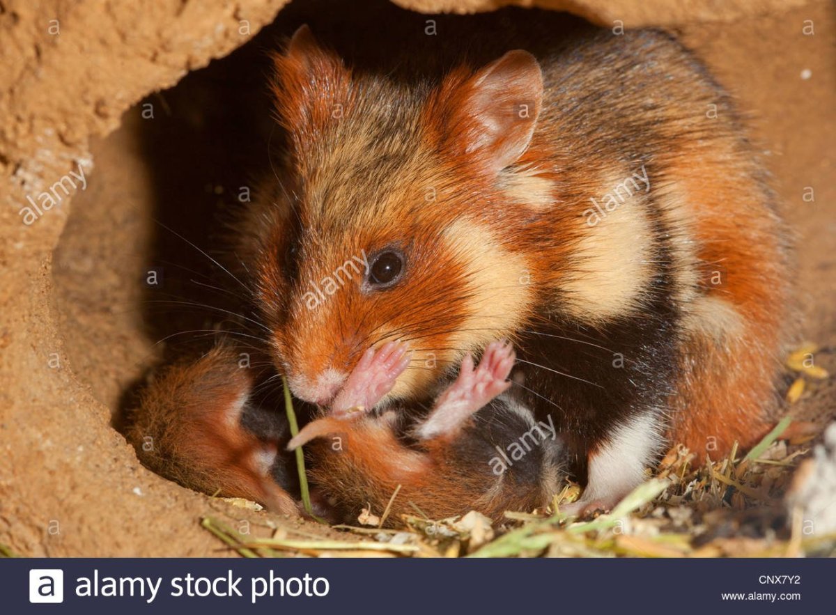 Обыкновенный хомяк Cricetus Cricetus