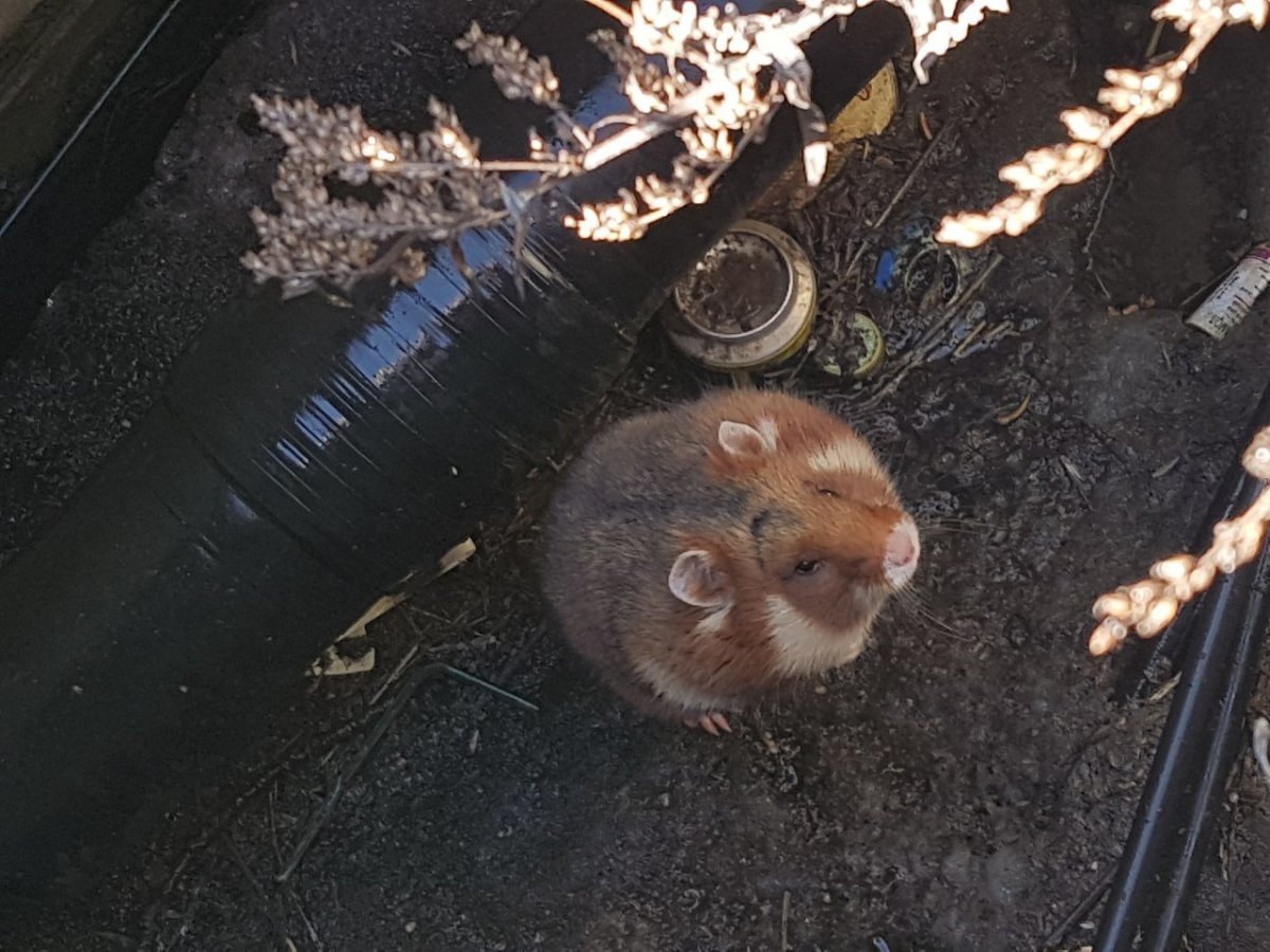 Полевка хомяк