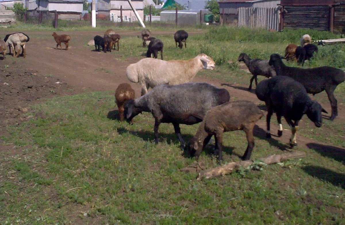 Гиссарская курдючная овца