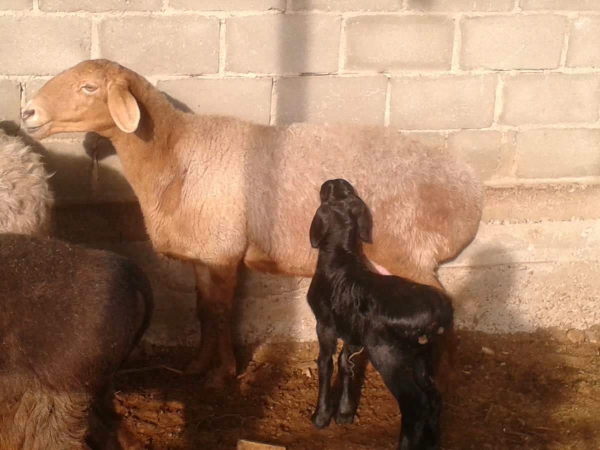 Гиссарский баран курдюк