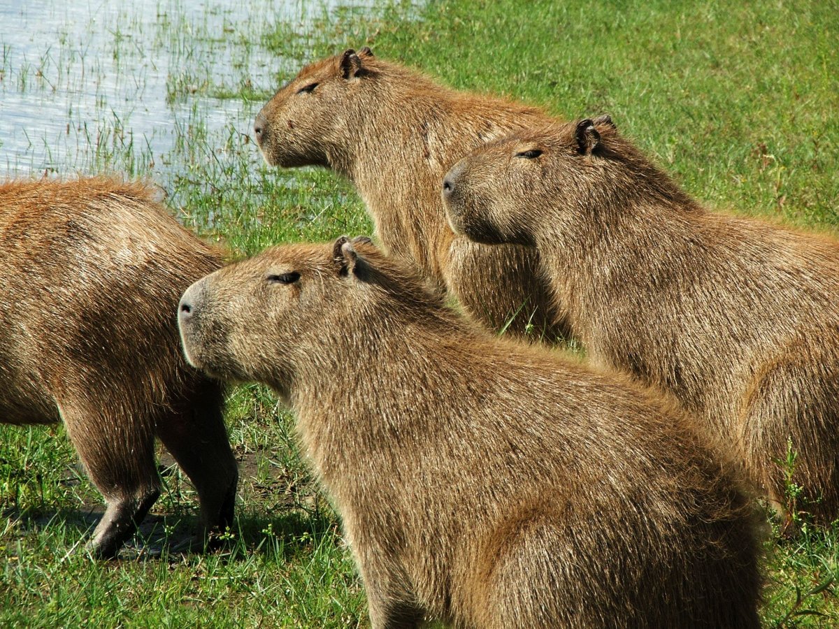 Сельва амазонки капибара