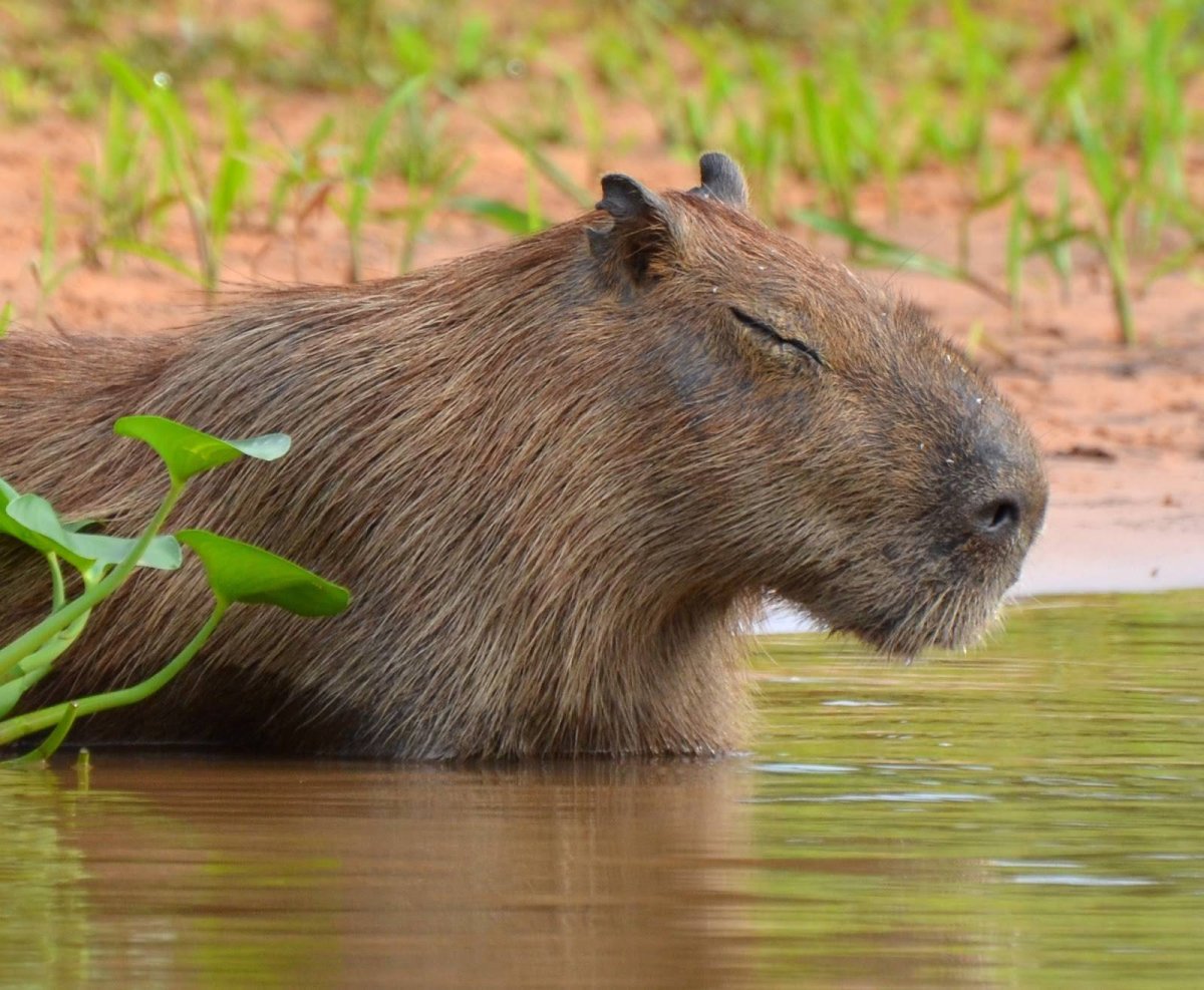Капибара и Бобр
