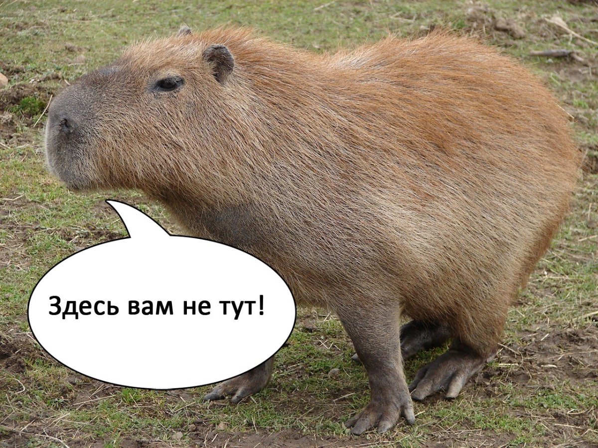 Ленинградский зоопарк капибара