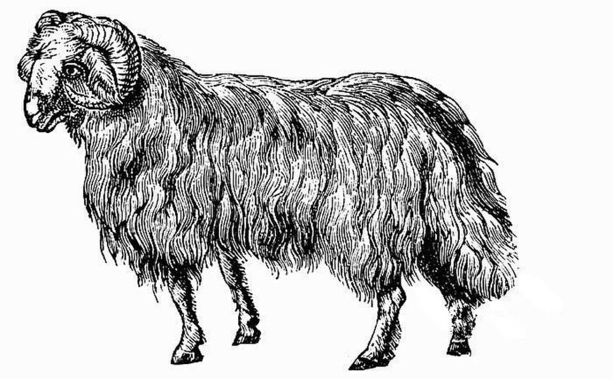 Курдючные породы овец