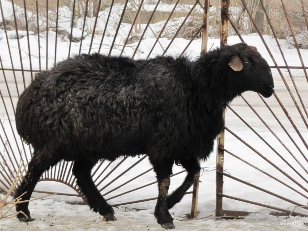 Гиссарская порода Баранов