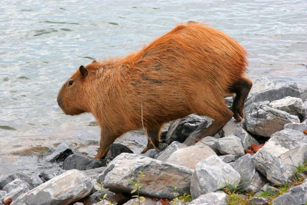 Нутрия и капибара