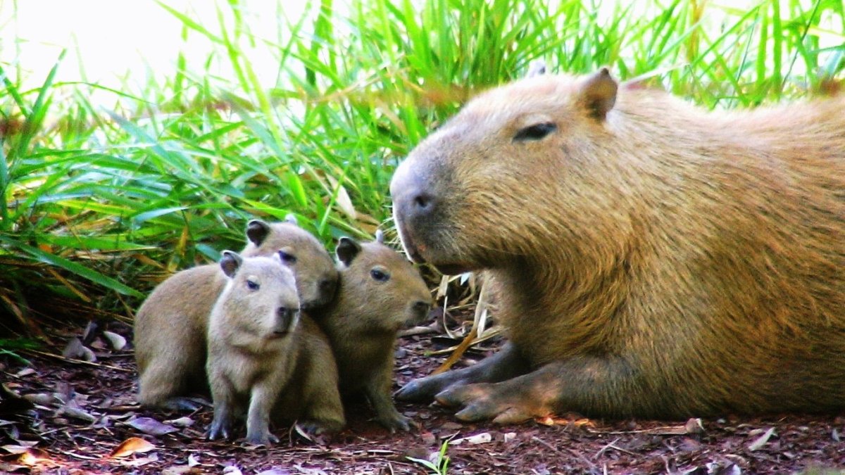 Стая капибар