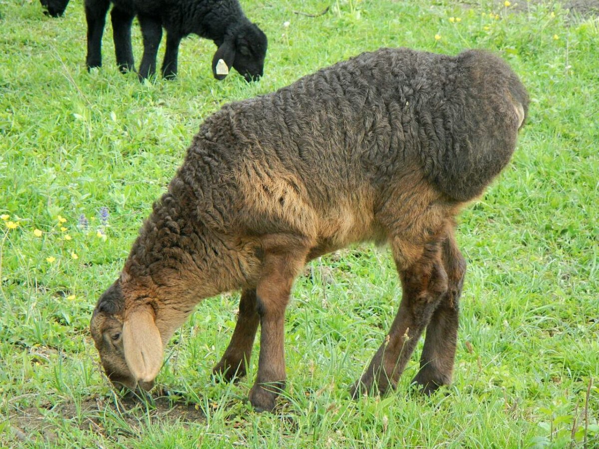 Курдючный барашек