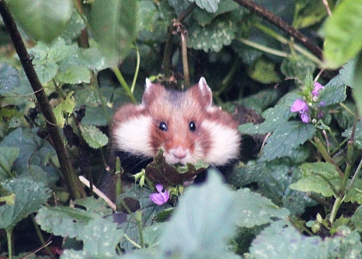 Дикие хомяки в Крыму
