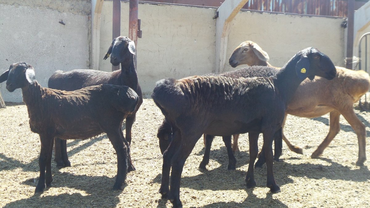 Гиссарская порода Баранов