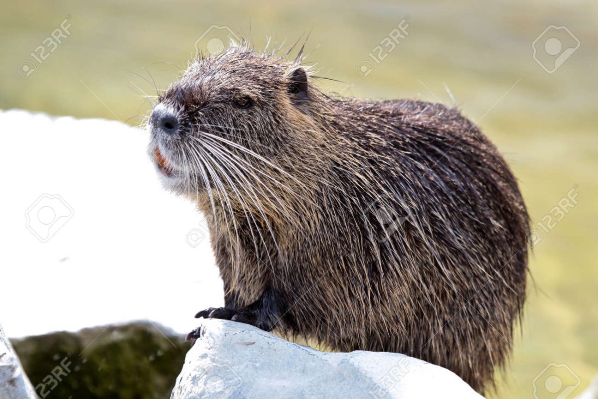 Водосвинка капибара Южной Америки