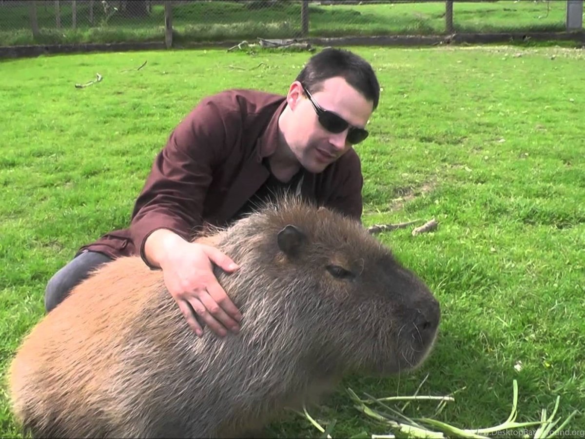 Лысая капибара