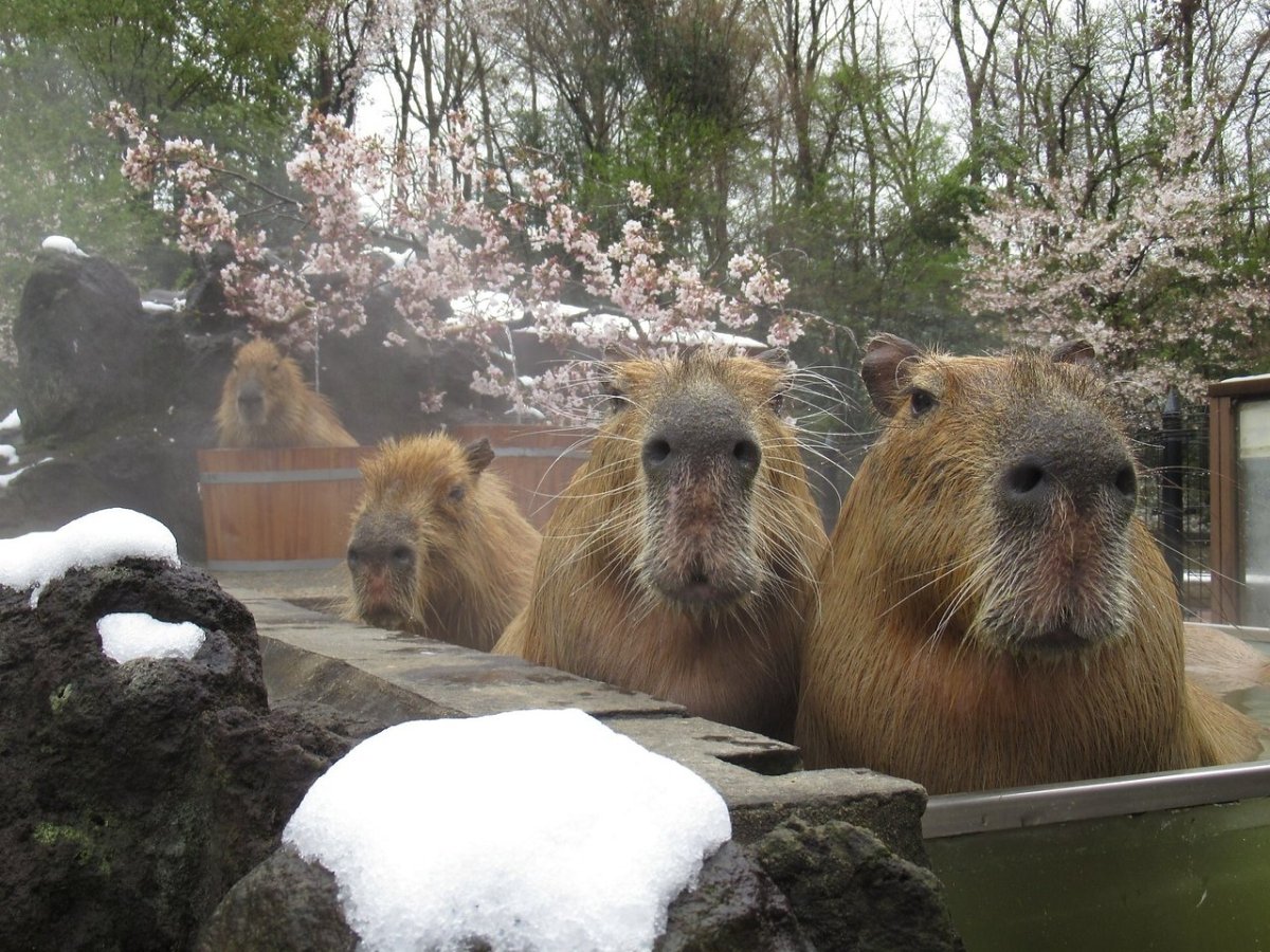 Капибара 1920 1080