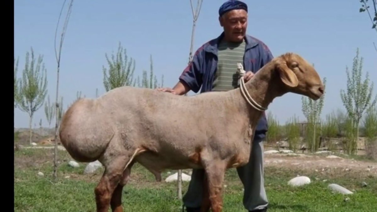 Порода прекос