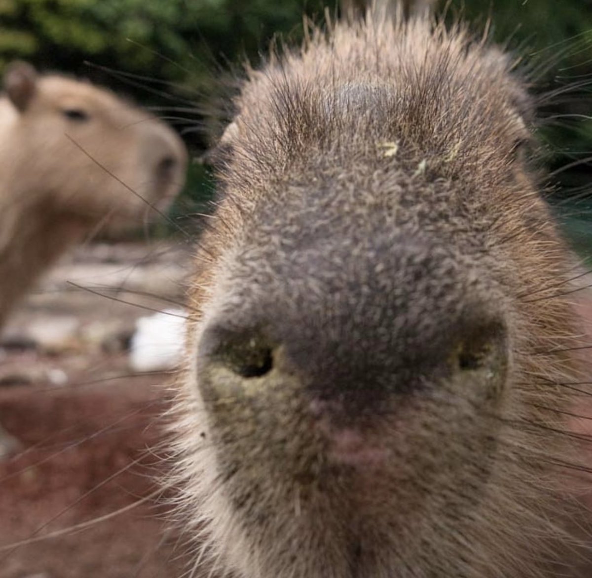 Энканто капибара