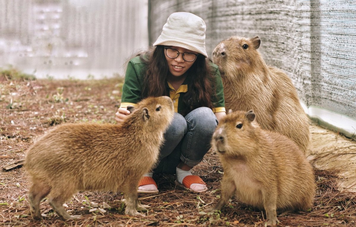Большие морские свинки капибара