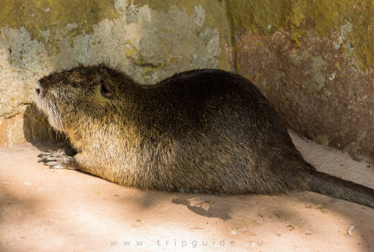 Капибара и сурок