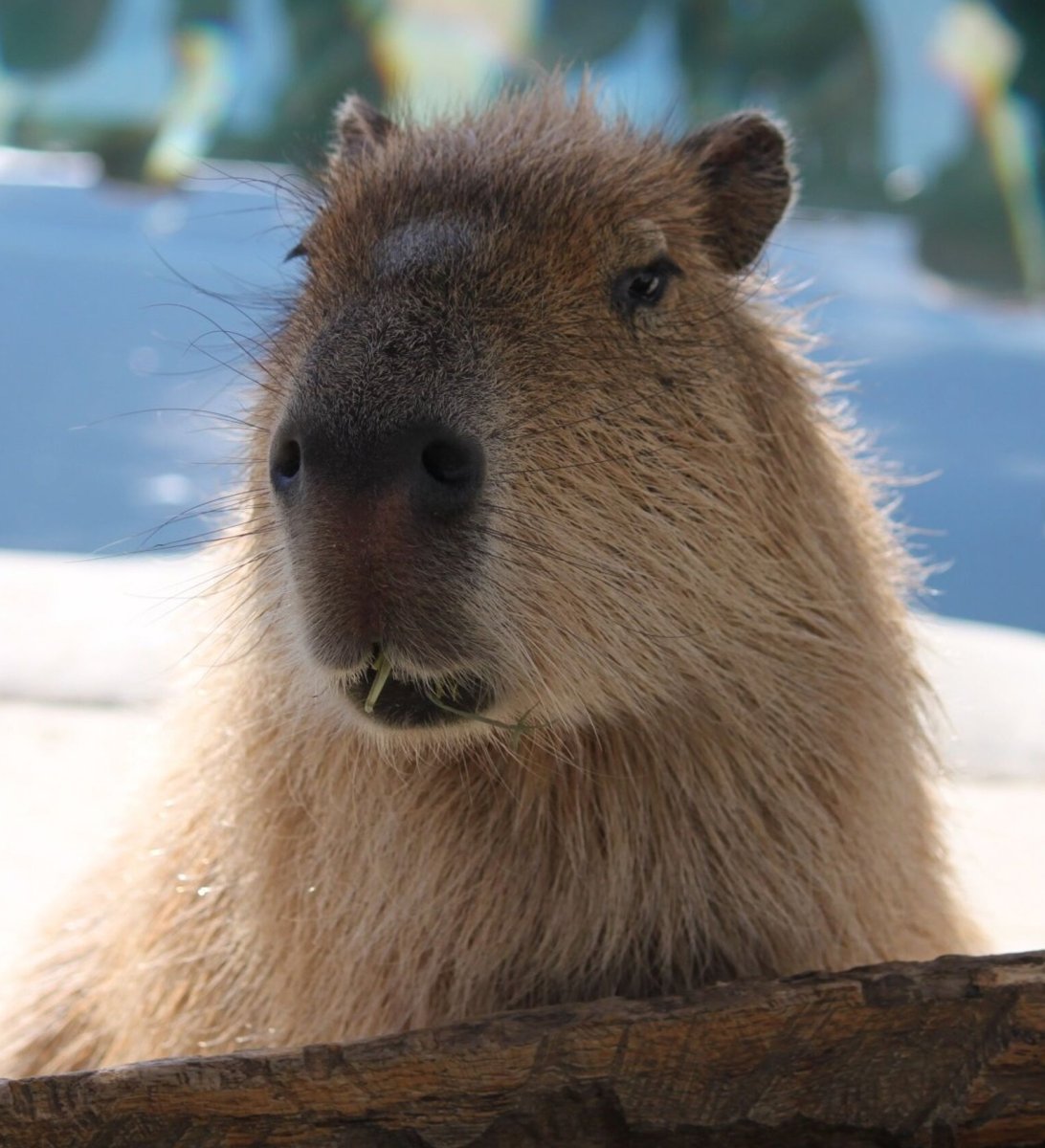 Капибара спа