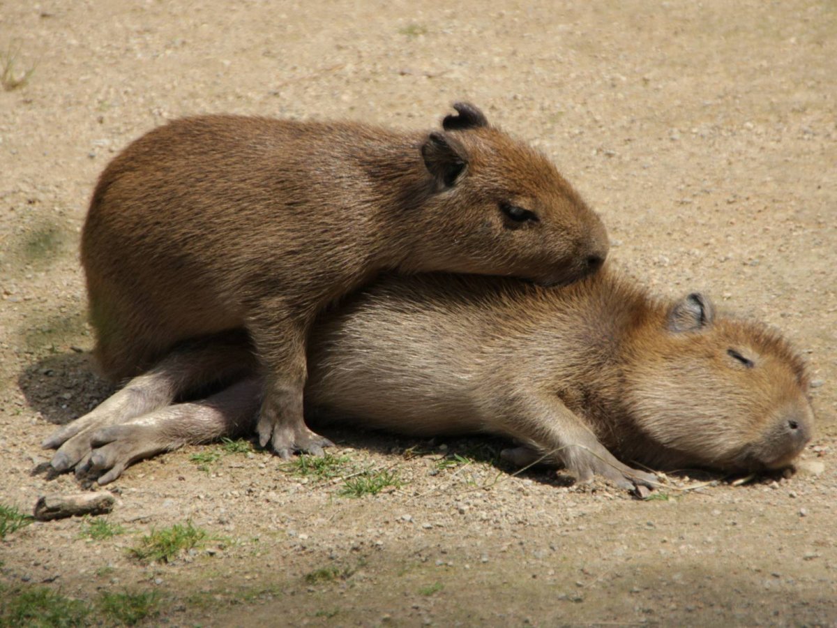 Капибара и Бобр