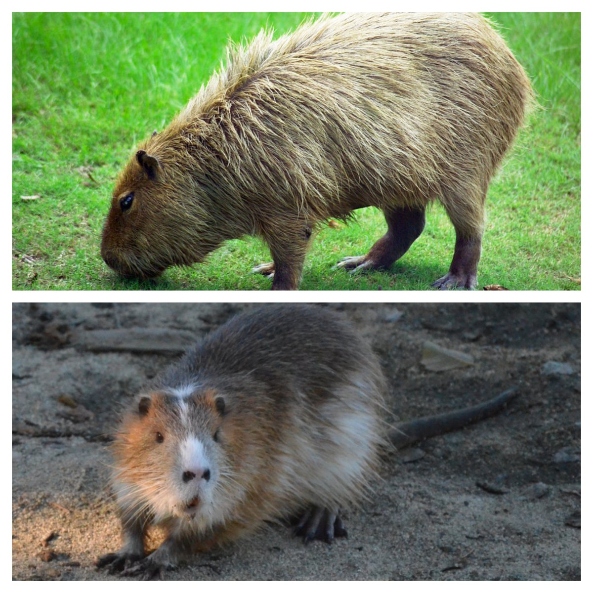 Капибара альбинос