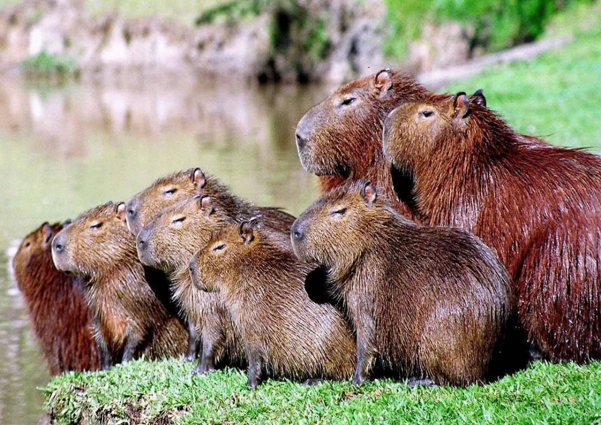 Капибары спариваются