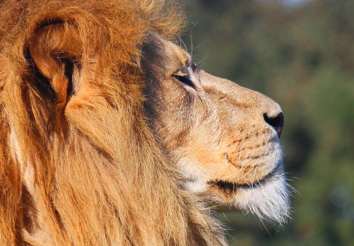 Лев в профиль
