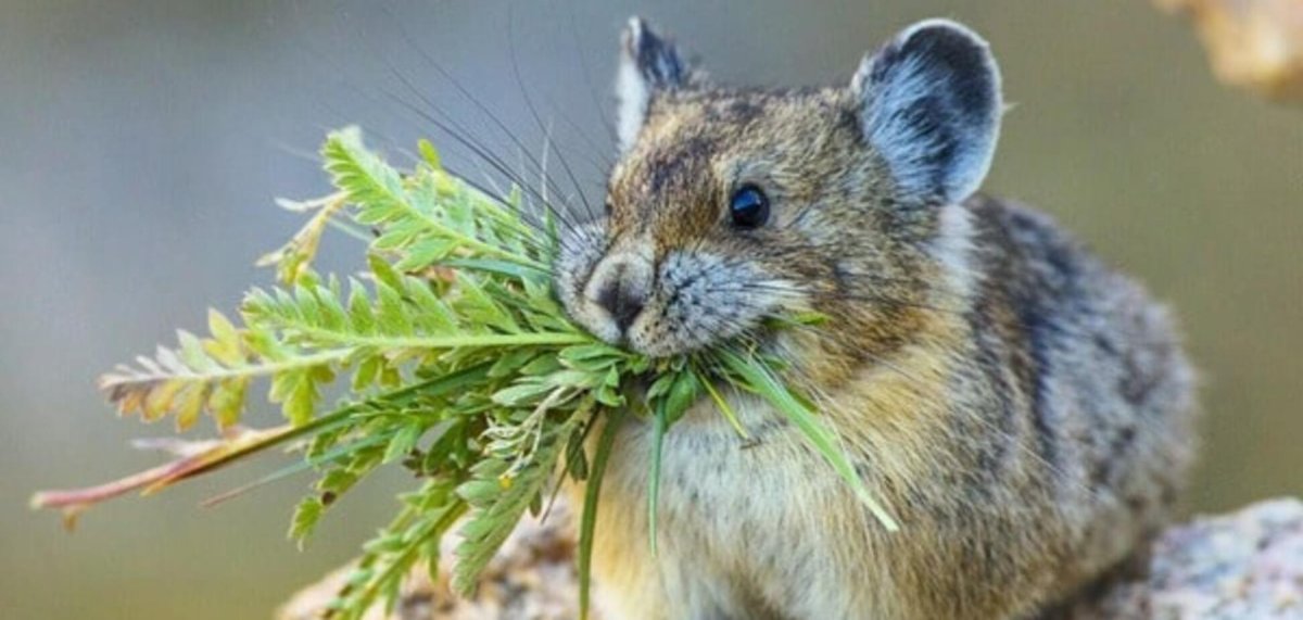 Мышь Малютка хомяк