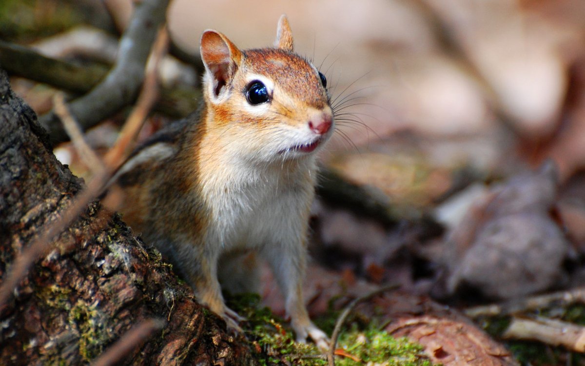 Мышь Малютка полевка