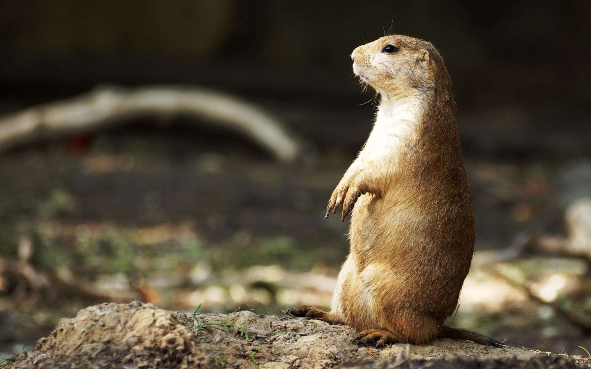 Мексиканская Луговая собачка