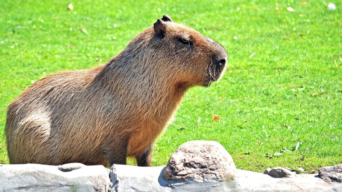 Чилийские белочки дегу
