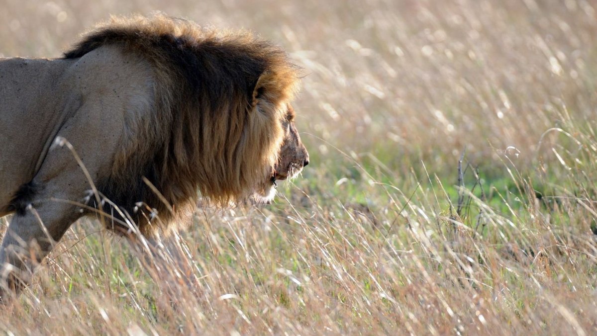 Африканский Лев хвост с кисточкой