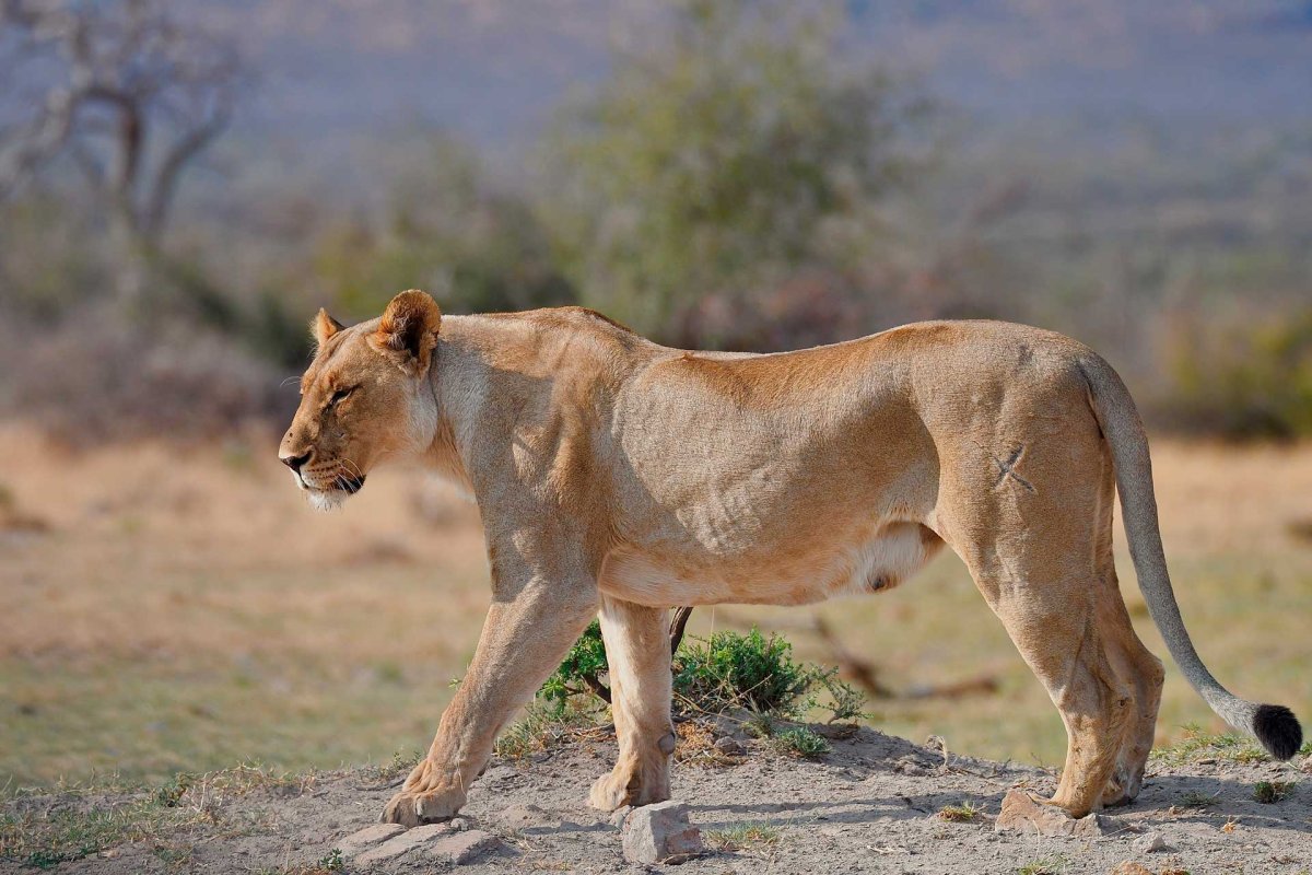 Идущая львица сбоку