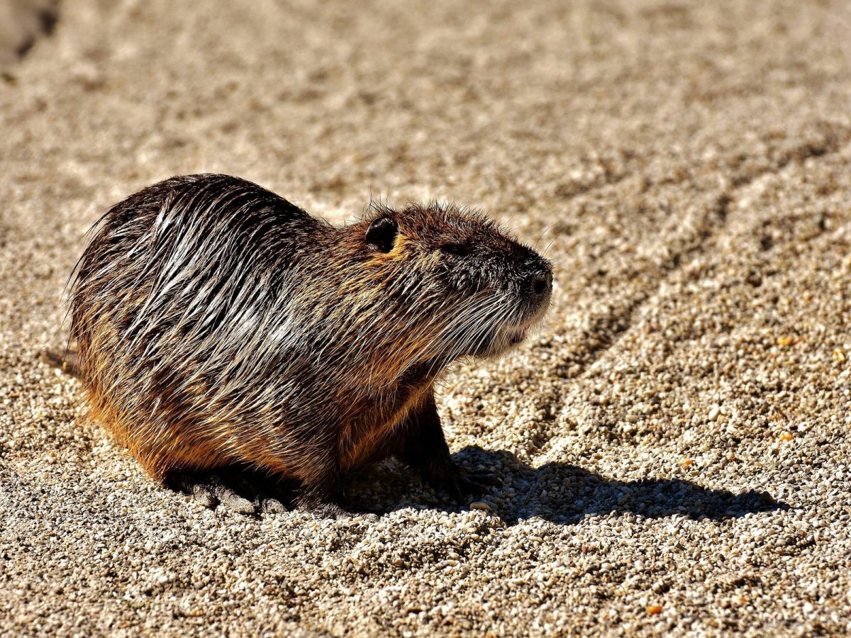 Нутрия Южная Америка