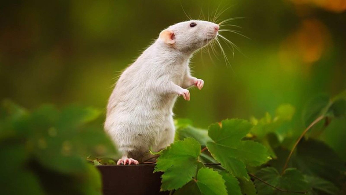 В лесу белая мышка