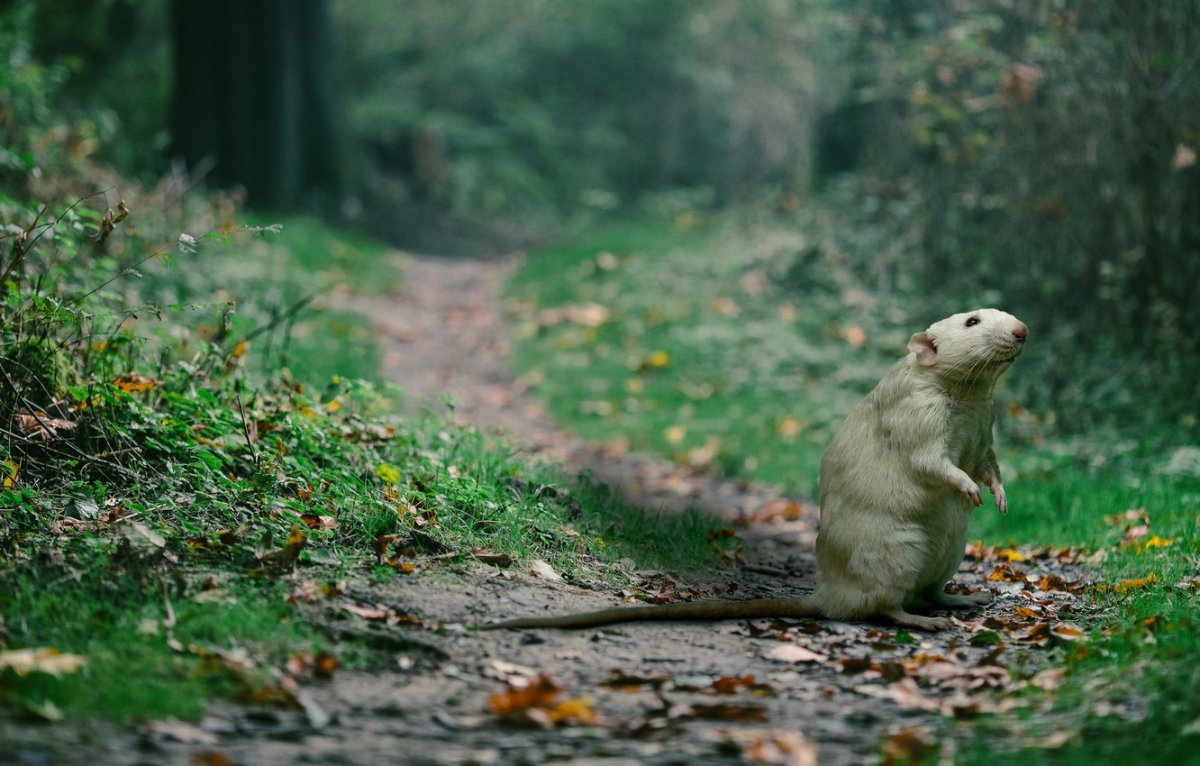 Смешные хомяки