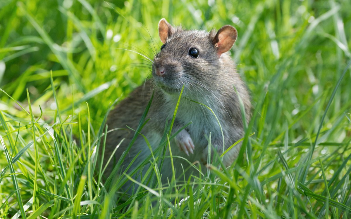 Луговая собачка Гуннисона