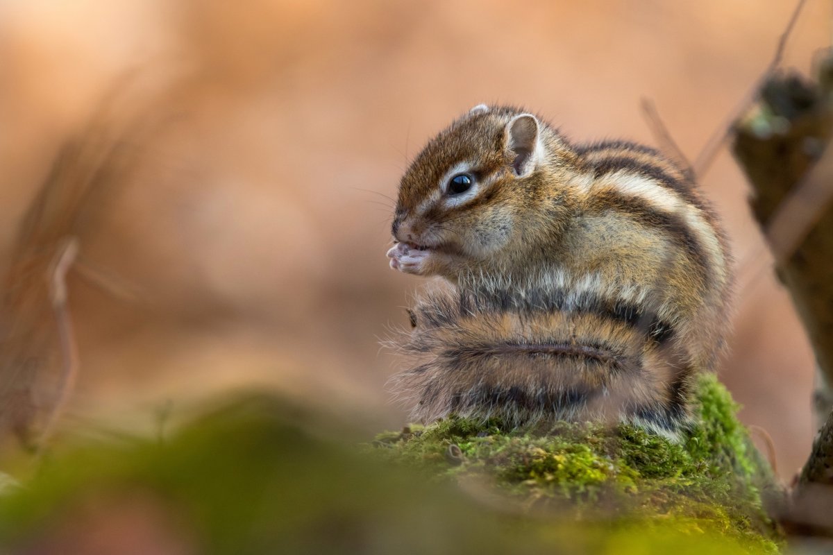 Рыжехвостый бурундук