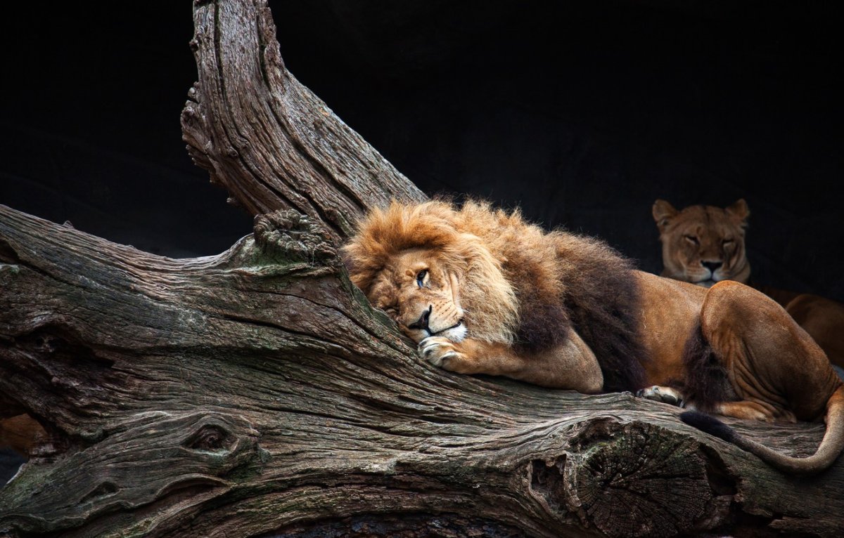 Лев и львица